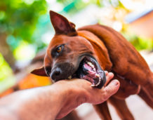 Faqs what do i do if my friends dog bit me