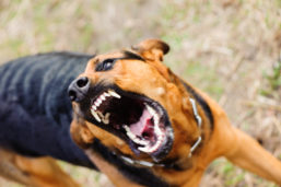 angry barking dog