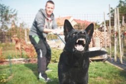 Woodbridge dog bite accident lawyer