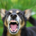 Yes, Rabies Can Be Life-Threatening. Here’s What You Need to Know