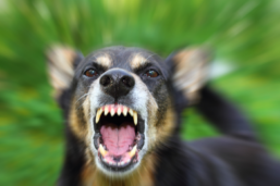 Dog bite rabies personal injury