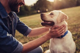 Charlottesville Dog Bite Lawyer