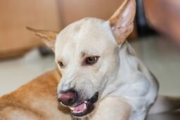 Culpeper Dog Bite Lawyer