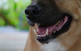 Luray Dog Bite Lawyer