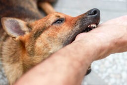 Winchester Dog Bite Lawyer