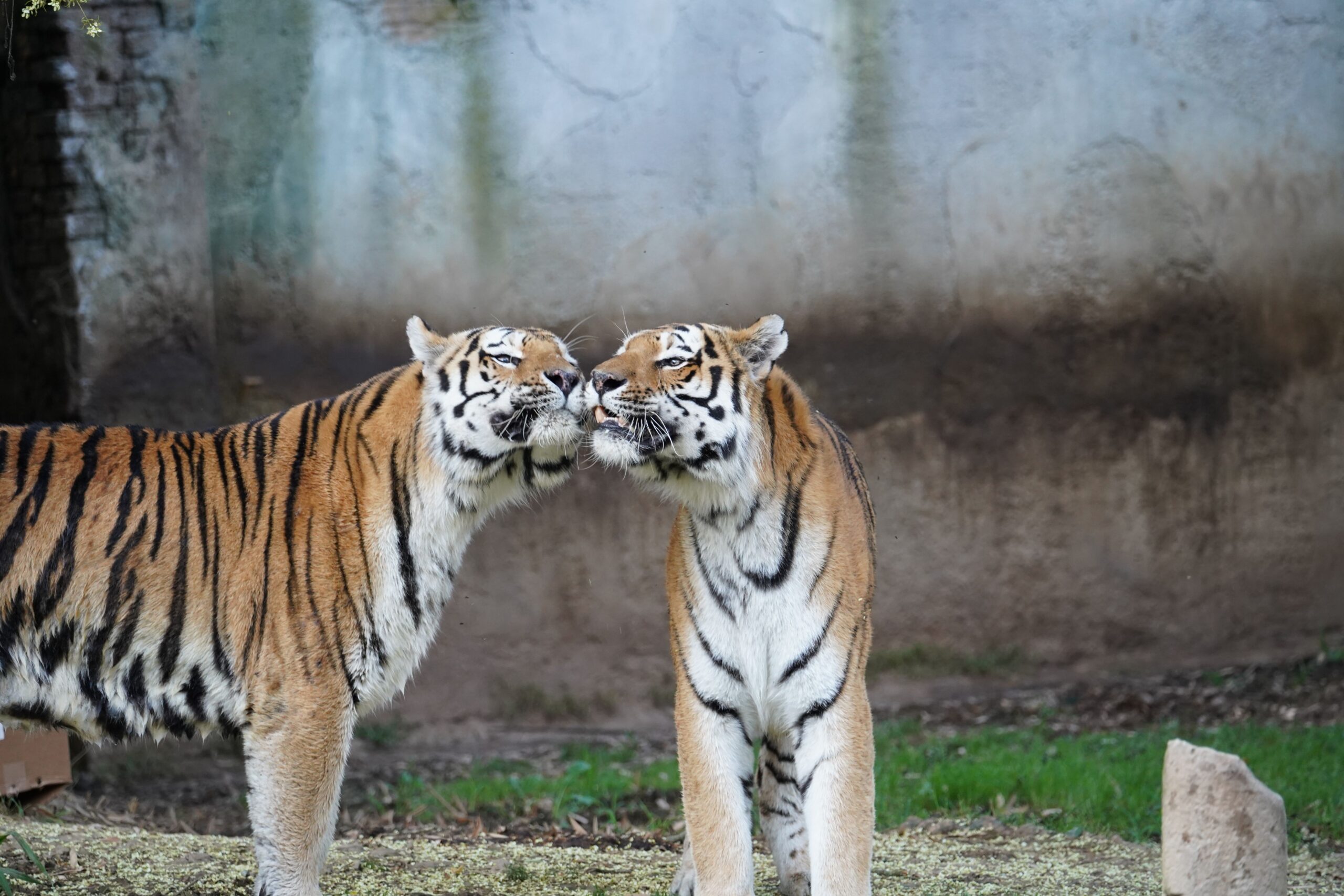 5 Popular Animals That Are Illegal as Pets in Virginia